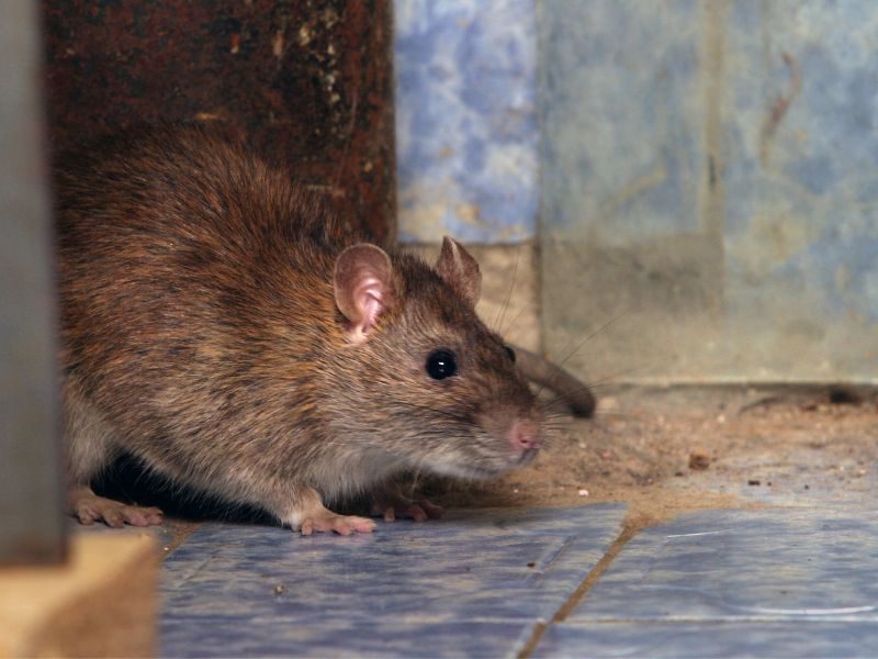 schoonmaken en wering bij muizenoverlast en rattenplaag