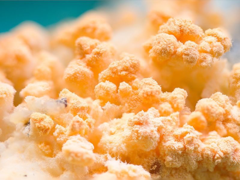 schimmels verwijderen wegens vochtproblemen