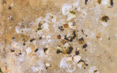 vogelpoep op de grond verwijderen