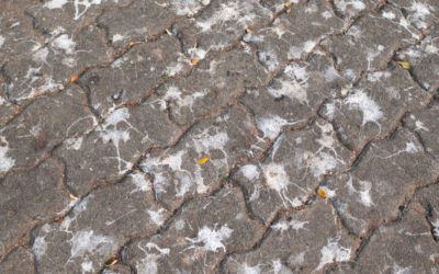 vogelpoep op straat en terras laten schoonmaken
