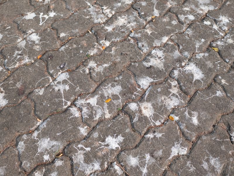 vogelpoep op straat en terras laten schoonmaken
