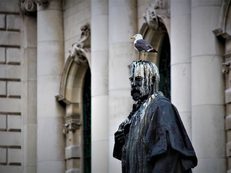 vogelpoep verwijderen van meeuwen