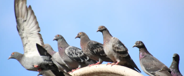 Duiven die op wegvliegen en poep achterlaten op de woning