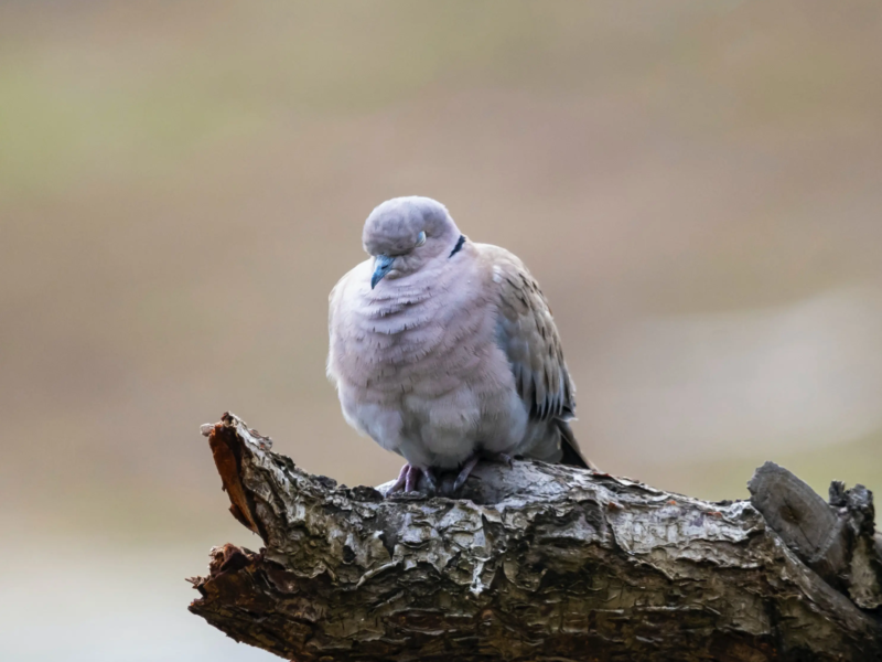 Turkse Tortel op een tak